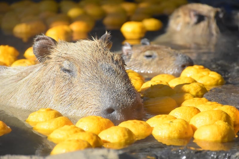 伊豆シャボテン動物公園