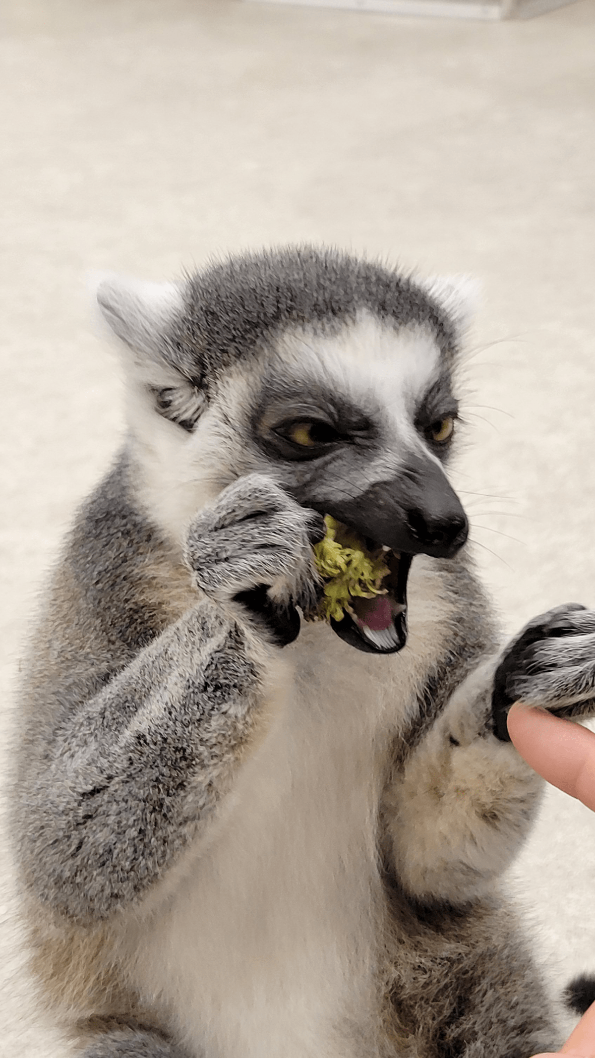 アニタッチの動物たち